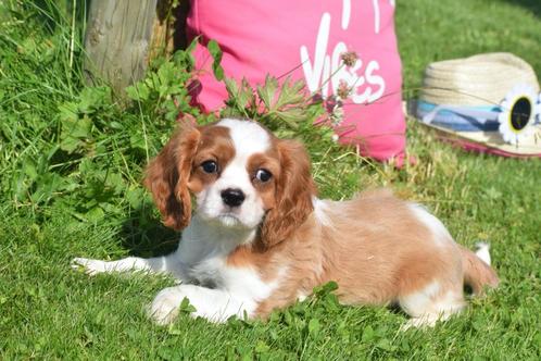Cavalier King Charles spaniel pups, Dieren en Toebehoren, Honden | Retrievers, Spaniëls en Waterhonden, Meerdere dieren, Spaniël