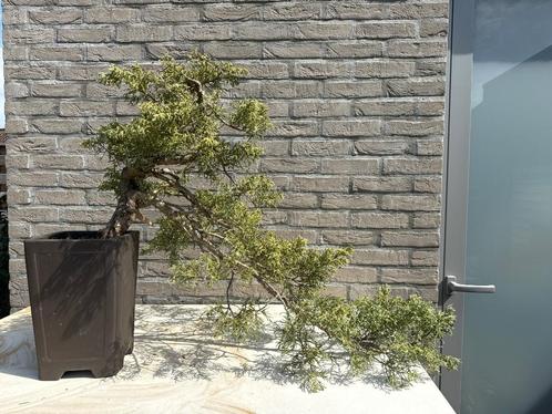 Bonsai jeneverbes, Jardin & Terrasse, Plantes | Arbres, Autres espèces, Moins de 100 cm, Plein soleil, Automne, En pot, Enlèvement