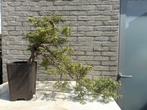 Bonsai jeneverbes, Tuin en Terras, Planten | Bomen, In pot, Minder dan 100 cm, Overige soorten, Volle zon
