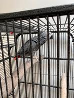 Grijze roodstaart met toebehoren, Dieren en Toebehoren, Vogels | Parkieten en Papegaaien, Mannelijk, Papegaai, Pratend