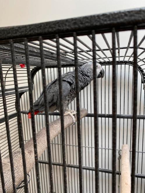 Grijze roodstaart met toebehoren, Dieren en Toebehoren, Vogels | Parkieten en Papegaaien, Papegaai, Mannelijk, Pratend, Tam, Geringd