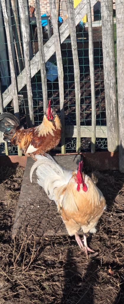 2 Mooie hanen, Dieren en Toebehoren, Pluimvee, Kip, Mannelijk