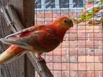 roodruggen rode en gele 2024, Dieren en Toebehoren, Vogels | Parkieten en Papegaaien, Meerdere dieren, Parkiet