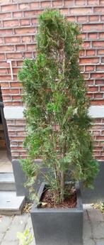 Conifeer in grote pot, Tuin en Terras, Ophalen, Conifeer, Struik, 100 tot 250 cm