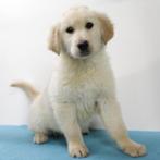 Golden Retriever - pups te koop, Dieren en Toebehoren, Golden retriever, 15 weken tot 1 jaar, Handelaar, Buitenland