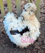 Broedeieren krulveer USA zijdehoen zijdehoenders kippen, Poule ou poulet