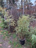 Farfesia rufa bamboe bamboo 1.5m niet woekerend, Tuin en Terras, Planten | Struiken en Hagen, Ophalen, Bamboe
