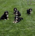 Berner sennen met stamboom, Dieren en Toebehoren, België, Fokker | Hobbymatig, CDV (hondenziekte), Meerdere