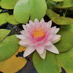 Nénuphar rose clair, 2 beaux morceaux dans un panier, Jardin & Terrasse, Plein soleil, Plantes de bassin, Été, Plante fixe