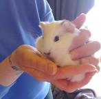 1jong beertje cavia van 3 weken oud te koop, Dieren en Toebehoren, Knaagdieren, Mannelijk, Cavia