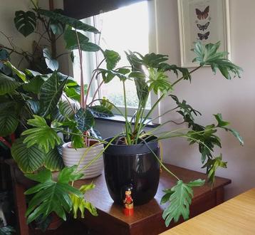 Kamerplant Philondendron Xanadu / bipinnatifidum beschikbaar voor biedingen