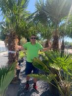 Trachycarpus fortunei palmboom ACTIE, Ophalen, Palmboom