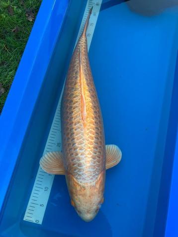Koi Kigoi female 71 cm beschikbaar voor biedingen