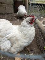 Twee cochinkriel hennen parelgrijs, Dieren en Toebehoren, Vrouwelijk, Kip