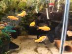 Overtollig vissenbestand te koop, Dieren en Toebehoren, Vissen | Aquariumvissen