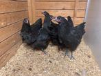 Zwarte australorp kippen hanen en hennen, Dieren en Toebehoren, Pluimvee
