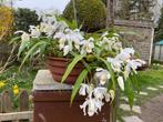ORCHIDEE: COELOGYNE CRISTATA, Huis en Inrichting, Kamerplanten, Ophalen, Overige soorten, Halfschaduw, In pot