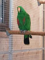 Edelpapegaai, Dieren en Toebehoren, Mannelijk, Papegaai, Geringd