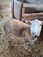 schapen bok, Dieren en Toebehoren, Mannelijk, Schaap, 0 tot 2 jaar