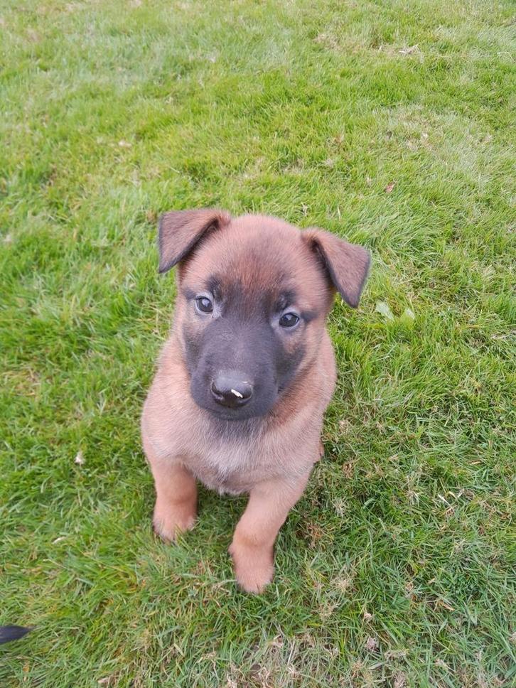 Mechelse herder TEEFJES met NVBK stamboom, Dieren en Toebehoren, Honden | Herdershonden en Veedrijvers, Teef, Herder, Fokker | Hobbymatig