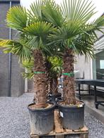 Palmboom Trachycarpus Fortunei - winterharde palmbomen, Enlèvement, Palmier, Ombre partielle