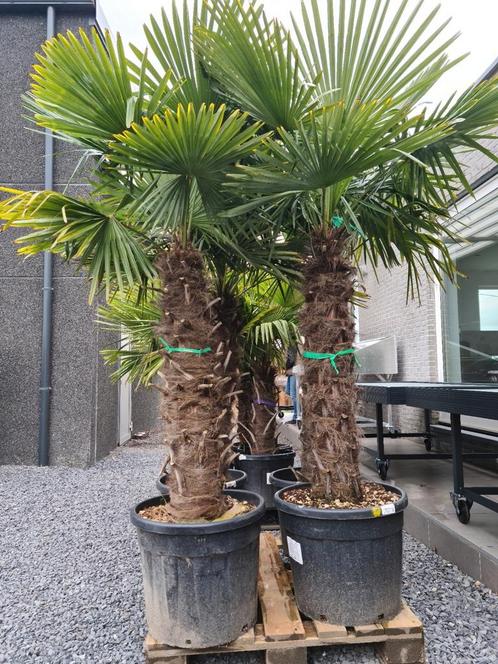 Palmboom Trachycarpus Fortunei - winterharde palmbomen, Tuin en Terras, Planten | Bomen, Palmboom, Halfschaduw, Ophalen