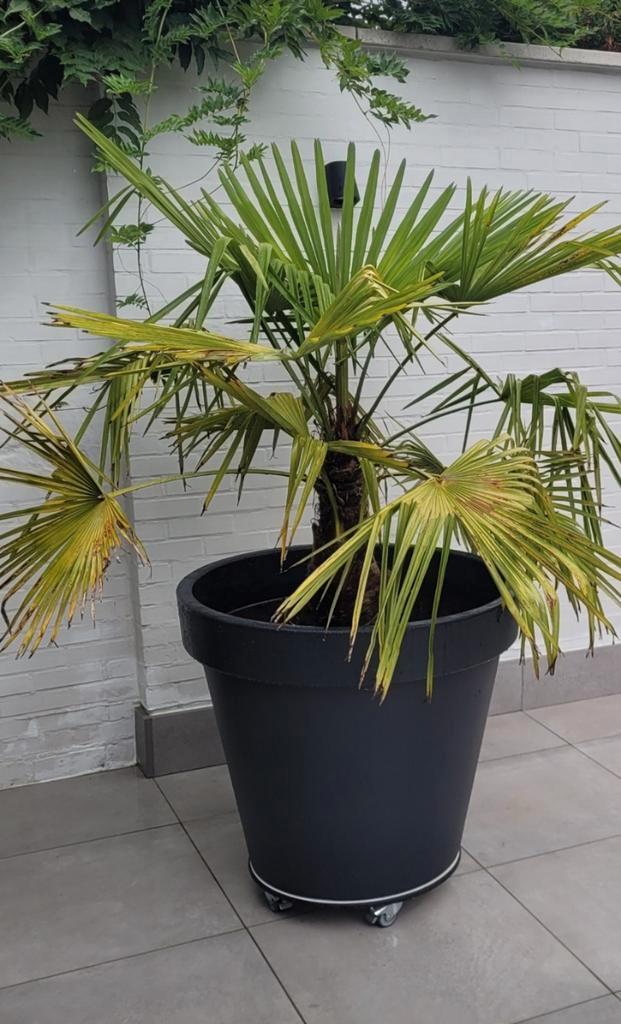 Grote zwarte bloempot 80 cm diameter bovenaan, op wielen., Tuin en Terras, Planten | Tuinplanten, Ophalen