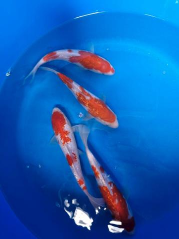 Shinoda ginrin kohaku tosai koi beschikbaar voor biedingen