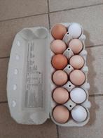 Eendeneieren te koop, Dieren en Toebehoren, Pluimvee, Eend