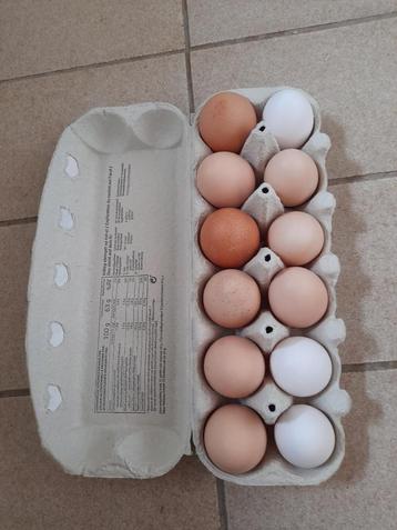 Eendeneieren te koop, Dieren en Toebehoren, Pluimvee, Eend