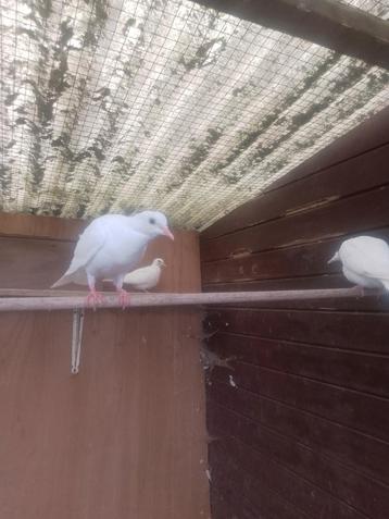 3 witte lachduifjes  beschikbaar voor biedingen