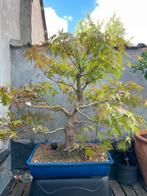 Bonsai acer palmatum, Tuin en Terras, Ophalen