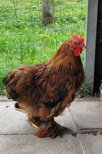 Haantje Cochin Kriel, Dieren en Toebehoren, Pluimvee, Mannelijk, Kip