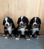 Berner sennen puppy’s met stamboom, Un chien, Belgique, 8 à 15 semaines, Éleveur | Loisir