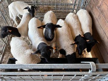 Dorper ramlammeren beschikbaar voor biedingen
