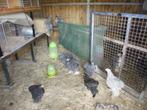 Cochin groothoender, Meerdere dieren, Kip