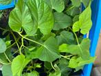 Beaux plants de patate douce, Annuelle, Plein soleil, Automne, Enlèvement