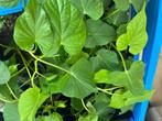 Beaux plants de patate douce, Annuelle, Plein soleil, Automne, Plantes potagères