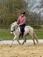 Training en lessen voor recreatie -en sportpony’s, Dieren en Toebehoren, Niet van toepassing, Dressuurpony