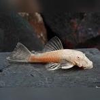 Albino ancistrus kweekkoppel, Dieren en Toebehoren, Vissen | Aquariumvissen, Vis, Zoetwatervis