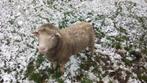 schapen ram, Mannelijk, Schaap, 0 tot 2 jaar