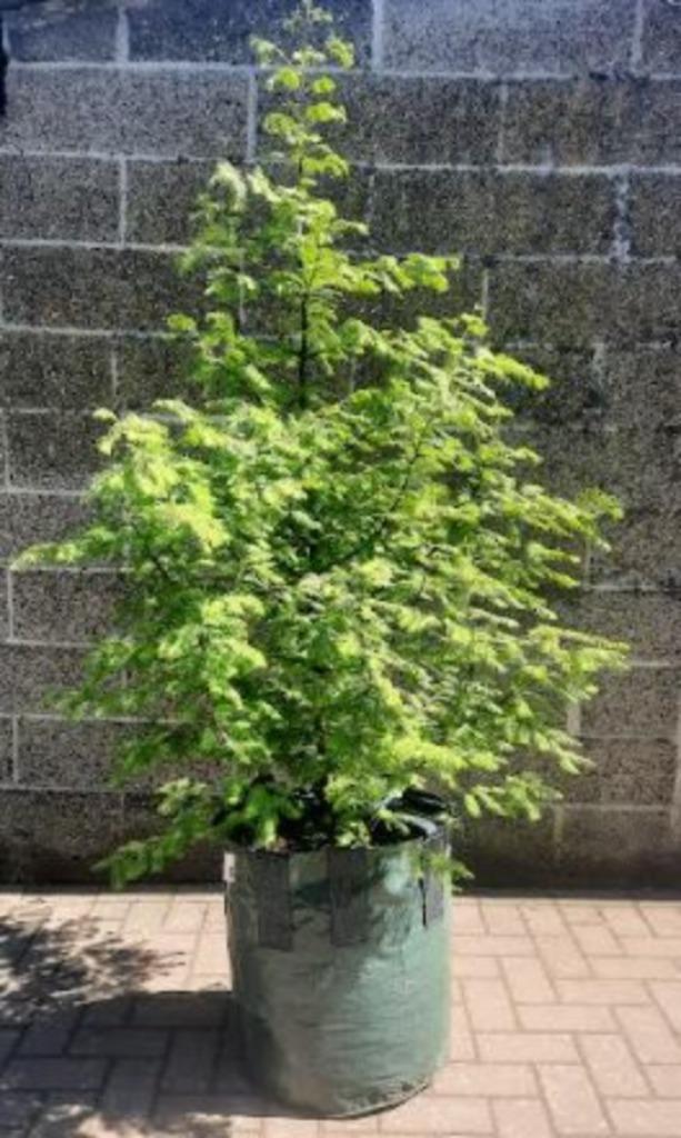 Metasequoia glyptostroboides bomen: levend fossiel, Tuin en Terras, Planten | Bomen, Overige soorten, 100 tot 250 cm, Halfschaduw