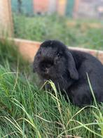 Hangoor konijn, Dieren en Toebehoren, Konijnen, Mannelijk, Middelgroot, Hangoor, 3 tot 5 jaar