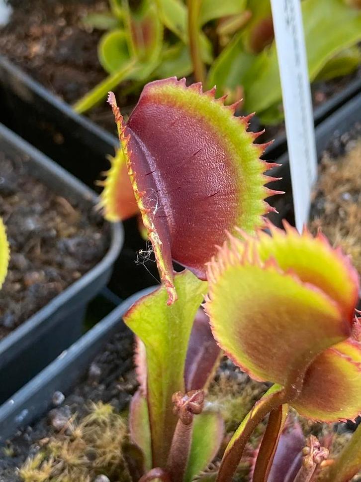 Vleesetende planten, Tuin en Terras, Planten | Tuinplanten, Ophalen of Verzenden