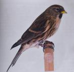 Barmsijs, Geslacht onbekend, Wildzangvogel, Geringd