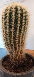 Cactus, Huis en Inrichting, Kamerplanten, Cactus, Ophalen of Verzenden