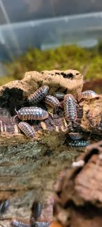 Isopods, Overige soorten, 0 tot 2 jaar