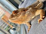 Pogona + terrarium 52/120cm + matériel, Dieren en Toebehoren, Reptielen en Amfibieën | Toebehoren