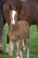 Mooi gelders gefokt KWPN hengstveulen (v. Atze)!, Dieren en Toebehoren, Hengst, Gechipt, 0 tot 2 jaar