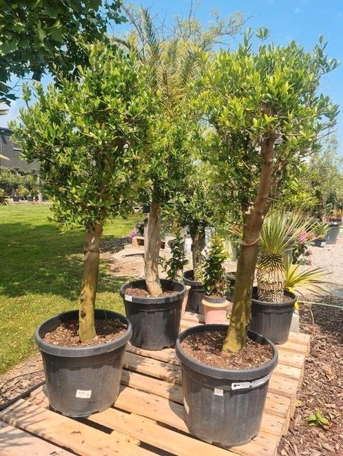 Mooi vertakte olijfbomen Olea Europaea, Tuin en Terras, Planten | Bomen, Olijfboom, Ophalen